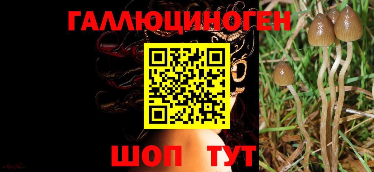 Советск  Галлюциногенные грибы Psilocybe  Псилоцибиновые грибы Magic Shrooms  Вход с VPN 